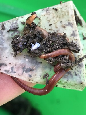 #ad 1000 Red Wiggler Worms for Organic Gardening Vermicomposting Vermi $55.00