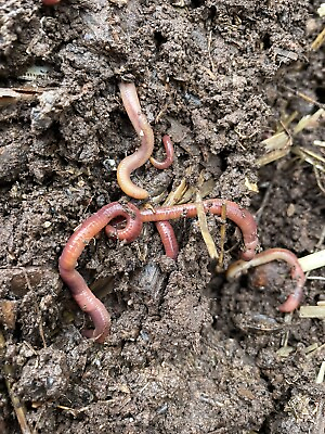 #ad Composting Red Worms Red Wiggler Worms Eisenia fetida $2.00