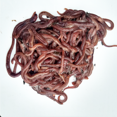 100 Red Wiggler Composting Worms 2 ounces Eisenia fetida Live 1 8 lb $14.95