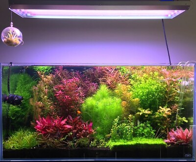 #ad live aquarium plants 14 Stems Live Aquarium Plants PackAge Gorgeous $33.00