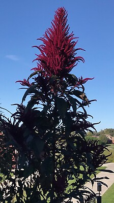 #ad Amaranth OPOPEO Red Flower Edible Leaves amp; Grain Microgreens Non GMO 1500 Seeds $3.98