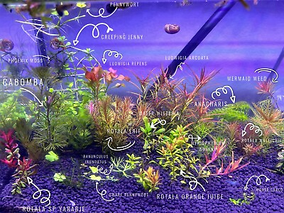 #ad #ad 10 clippings from 10 different Aquarium plants Variety Pack Low Tech $19.99