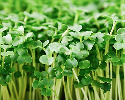 Organic Broccoli MICROGREEN Seeds Heirloom Non GMO Seeds for Sprouting $144.00