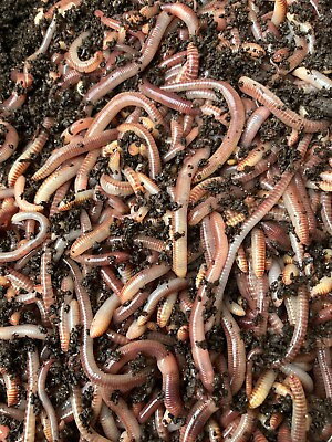 1 lb Compost worms European n. crawler Red wigglers mix $22.00