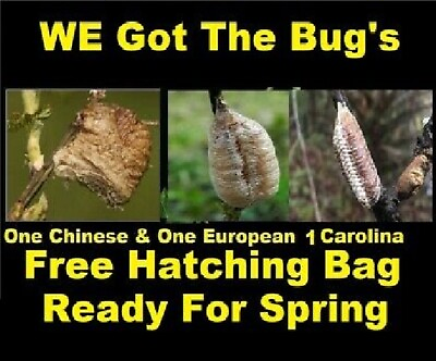 1 Carolina 1 European 1 Chinese Praying Mantis Egg Cases Combo Pack Fresh Picked $24.95
