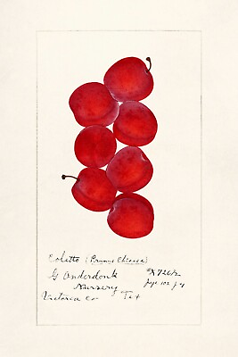 13342.Wall Decor Poster.Watercolor art.Room Interior design.Kitchen.Red Plums $60.00