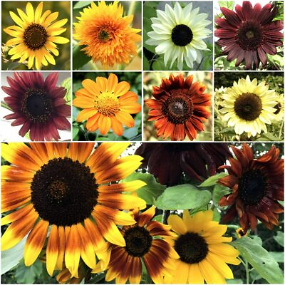 #ad Bulk Sunflower Mix for Planting 1000 Heirloom Non GMO Sunflower Mix $144.00