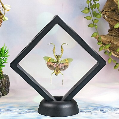 G79e Jewel Mantis Framed display Entomology Taxidermy Oddities Curiosities dsply $29.99