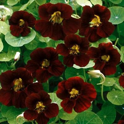 #ad #ad Nasturtium BLACK VELVET Heirloom Edible Beneficial Flowers USA Non GMO 15 Seeds $4.98