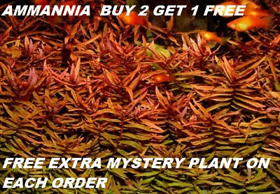#ad Ammania gracilis Red Bunch Live Aquarium Plants Tank Freshwater BUY2GET1FREE $9.70
