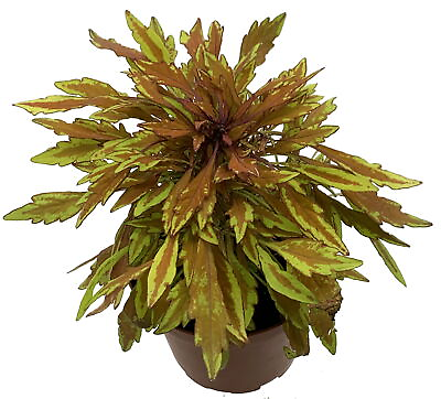 #ad Lion#x27;s Mane Mini Copper Plant Solenostemon Fiery House Plant 2.5quot; Pot $8.99