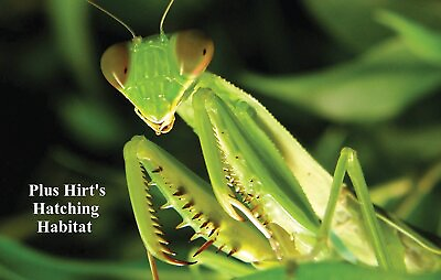#ad #ad Praying Mantis 2 Egg Cases 100 400 Babies with Hirt#x27;s Hatching Habitat $14.99