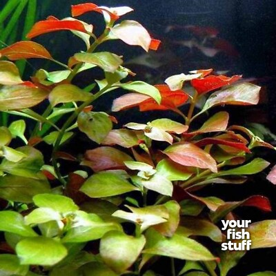 #ad #ad Ludwigia repens Live Aquarium Plants *BUY ONE GET ONE 50% OFF* $8.99