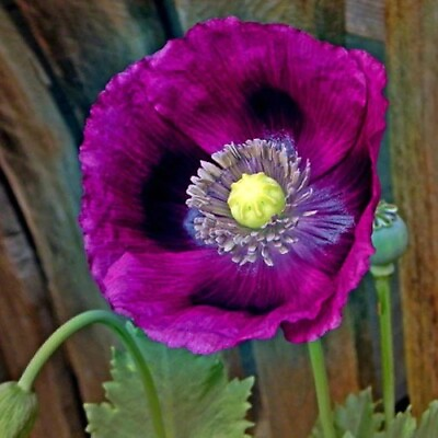 #ad #ad Poppy LAUREN#x27;S GRAPE Poppies PURPLE Attracts Bees Butterflies Non GMO 500 Seeds $3.98