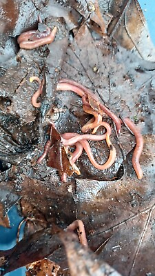 #ad red wiggler composting fishing soil amend worms 1 16 lb $10.50