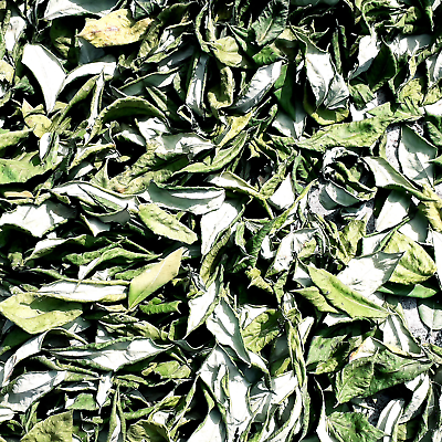 Dried Gliricidia Sepium Leaves 700g natural fertilizer organic compost Free Ship $69.99