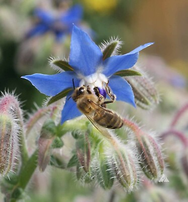 #ad #ad BORAGE Blue Edible Herb Candied Flowers Companion to Tomatoes Non GMO 100 Seeds $4.48