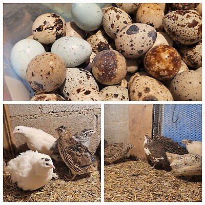 #ad 1 Dozen Jumbo Coturnix Quail Hatching Eggs Fertile $9.00