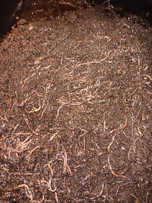 #ad 🐛100 Red Wiggler Live Compost Worms Ready to Ship Bed Run🐛 $18.97