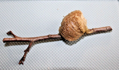 ONE LIVE PRAYING MANTIS EGG CASE OOTHECA NATURAL PEST CONTROL for 2023 Season $9.99