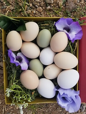 #ad #ad 10 Backyard Mix Fertile Bantam Hatching Eggs $8.00