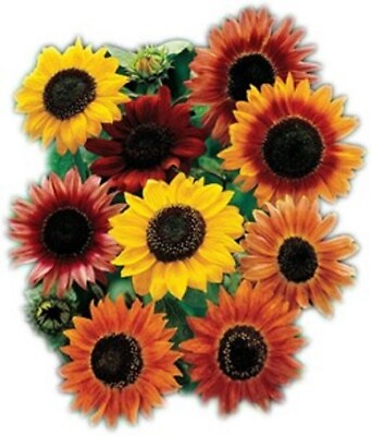 #ad Sunflower Seed Mix Vibrant Heirloom Blooms Free Shipping 9 Mixed Varieties $20.00