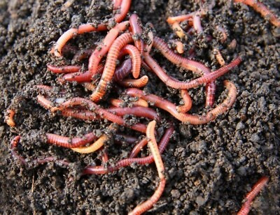 #ad Live Red Wiggler Compost Worms; 100 worms; start your own compost $25.00