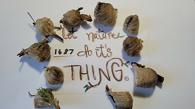 10 Freshly Picked Praying Mantis Egg Cases for 2023 Hatching Ships Fast $29.99