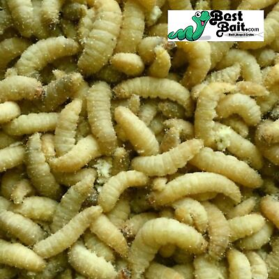 #ad Live Waxworms Wax worms Fishing Reptile Feeders Free Shipping $53.99