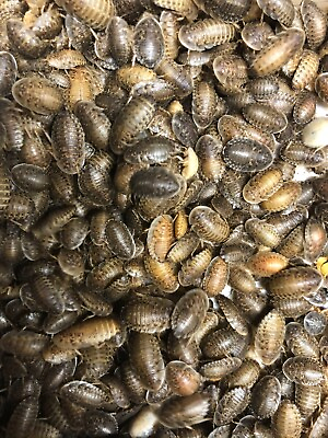 Dubia Roaches Small Medium Large amp; Feeder Males $130.00