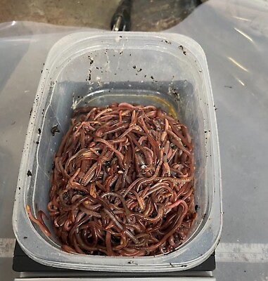 #ad Composting Worms; 1 2 Pound Red wiggler $27.00