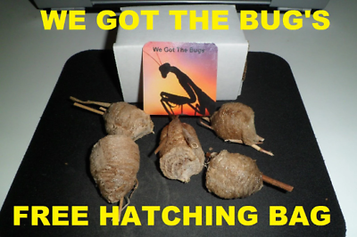 #ad 5 Large Praying Mantis Egg Case FREE Hatching Habitat Bag Picked 2024 Season $99.99