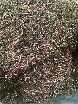 1lb of Red Wigglers Composting Worms Eisenia fetida $20.00