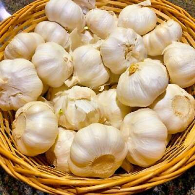 Organic quot;Musicquot; Garlic Seed Bulbs For Planting Or Eating Hardneck 1 2lbs 10lbs $121.99