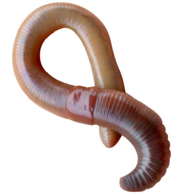 #ad #ad Live Canadian Nightcrawler Worms Pet Bird Food Health Living Earthworm BULK $14.99
