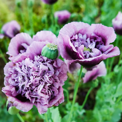 #ad Poppy PURPLE FRILLY Breadseed Large Pods Reseeds Pollinators Organic 500 Seeds $4.48