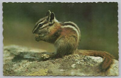 #ad #ad Animal Chipmunk Eating A Nut On A Rock Canada Vintage Postcard $1.35