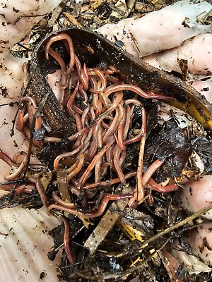 #ad Red Wiggler Worms 50 Adults BONUS Juveniles Cocoons Guaranteed Live Delivery $6.50