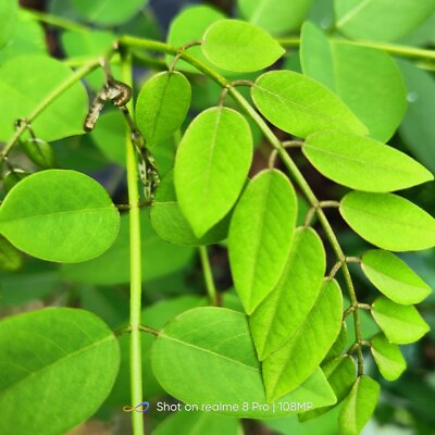 Gliricidia Sepium Organic Dry Leaves Natural Compost Nitrogen Plants Free Ship $8.99