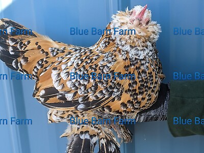 #ad #ad 6 Show Quality Bantam Belgian Bearded Mille Fleur d#x27;Uccle Chicken Hatching Eggs $65.00