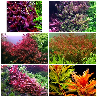 #ad #ad Rare Live Aquarium Plants Package 6 Species 28 Stems Free S h Colorful $80.00