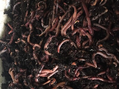 1 2 lb Mx compost worms European n. crawler Red wigglers mix $24.00