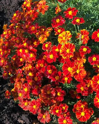 #ad French Marigold DISCO RED Beneficial Flowers in Gardens USA Non GMO 100 Seeds $3.98