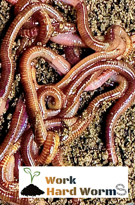 #ad 1000 Count Red Wiggler LIVE Worms Bait Composting Feeding Fishing $58.95