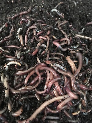 1 2 Lb compost Worms Euro Red Wigglers Reptile food turtles axoloti $22.00