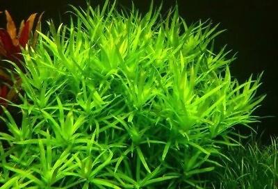 #ad #ad 3 Stems Stargrass live aquarium plants beautiful FREE S H Rare $16.00