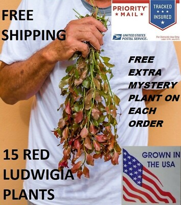 #ad 15 Ludwigia Repens Red Fresh Live Aquarium Plants Bunch Freshwater BUY2GET1FREE* $13.99