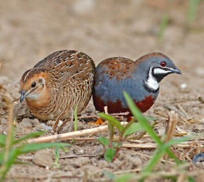 #ad 63 extraButton quail fertile high hatch rate hatching eggs $20.49