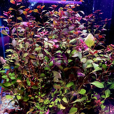 #ad #ad Super Red Mini Ludwigia BUY 2 GET 1 FREE Bunch 4 5 Stems Aquarium Plants $8.75