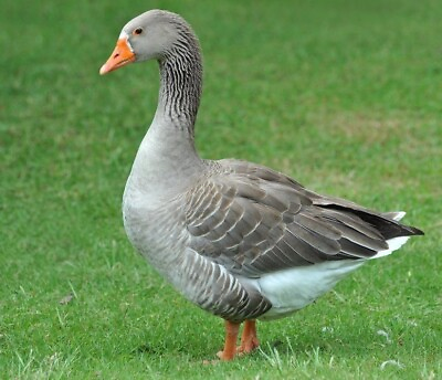 #ad #ad 3 Toulouse Goose Hatching Eggs Purebred Guaranteed Fertile INSURED SHIPPING $45.00